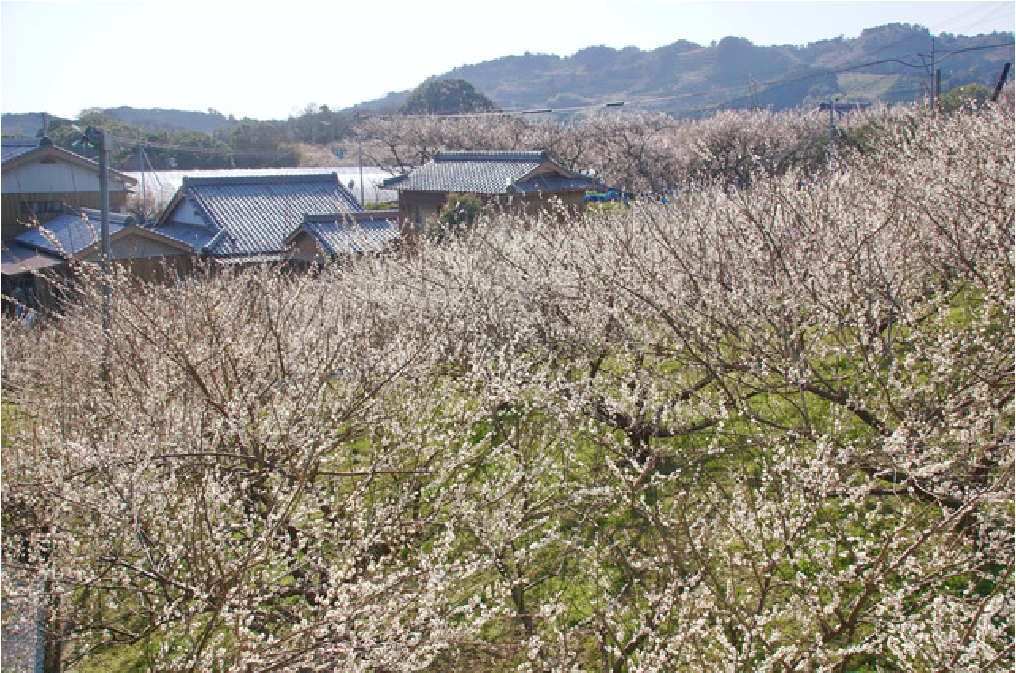 みなべ町の梅畑