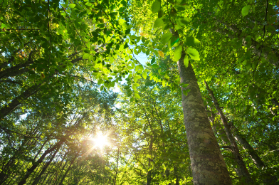 住友林業グループ 長期ビジョン及び中期経営計画の策定について