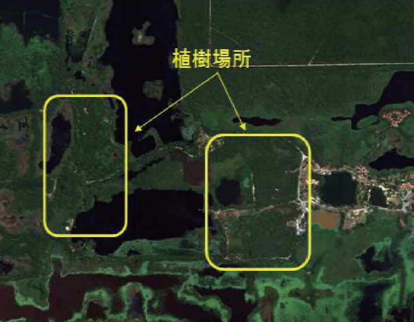 植樹後の衛星観測画像